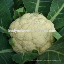MCF35 Baifumei 1.5kgs f1 hybrid cauliflower seeds in vegetable seeds